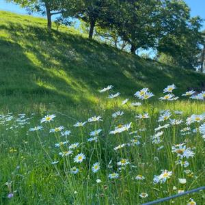 fable (feat. springs!)