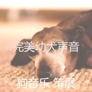 诗意的训练你的狗节奏