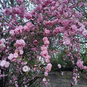 大地一片享和_126315924490355712_1776999895277.wav