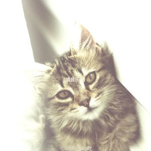 温和可爱猫咪梦想