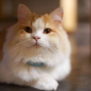 陶笛 | 我们一起喵喵喵