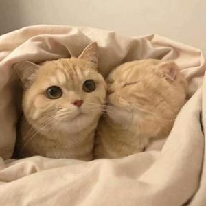 I’M YOURSPT.2（翻自 小头菜）