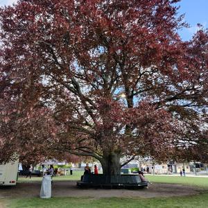 Luftslott (slott av luft)