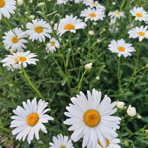 想你时风起(cover 单依纯)