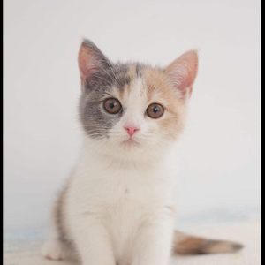 末日之恋（翻自 张智成）