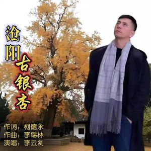 沧阳古银杏