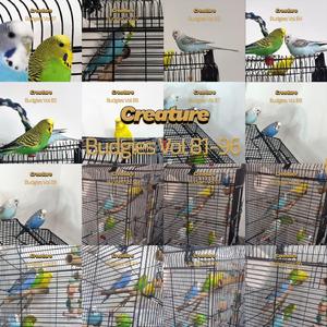 Budgies, Vol. 86
