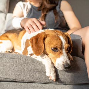 La Siesta De Tu Mascota Es Mejor Que La Calma