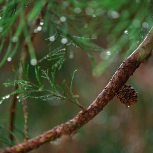 Sleep Regression Sounds