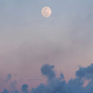 DRIZZLE IN THE FOREST