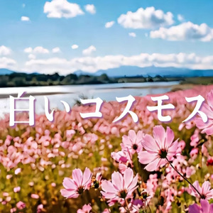 白いコスモス
