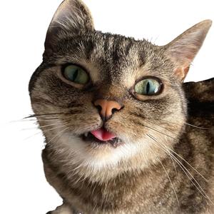 Bella Bellarda: La Gata Divina