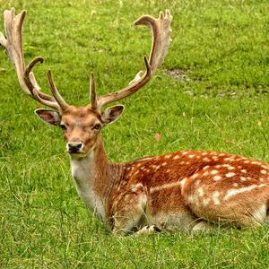 Deer