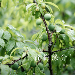 青梅缘分