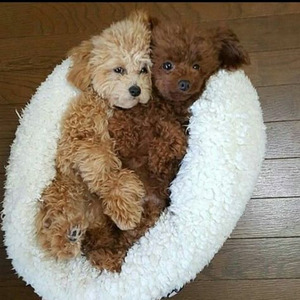 Luis Moreno (sped up)