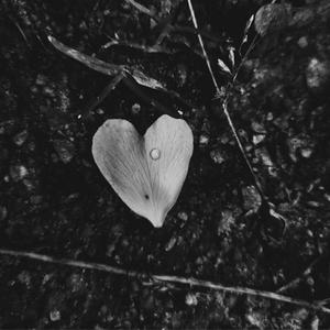 Home in My Heart