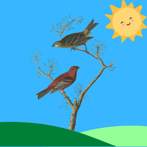 Kicau Burung Kenari Full