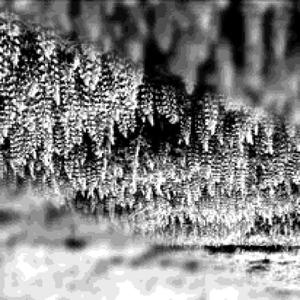 Ligeti