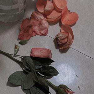 我也不会再想起你了