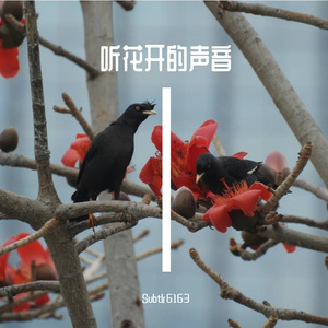 花开的声音