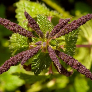 Há Quem Prefira Urtigas (Acústica)