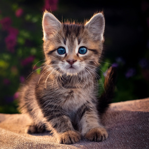 Acordes Suaves Para Momentos De Ronroneo