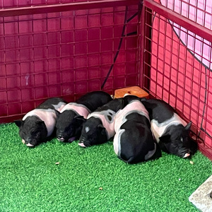 未完待续（日语）