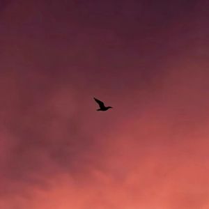 生命要继续（纯音乐）