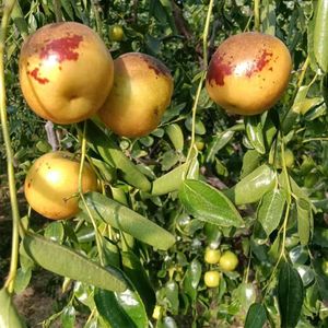 下单吧我的光_凤凰涅槃死亦重生