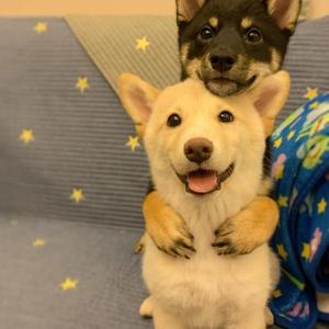 可乐炸空气（love song）