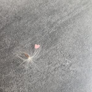 六百万分之一
