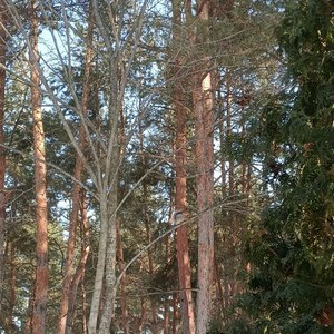 The Grove