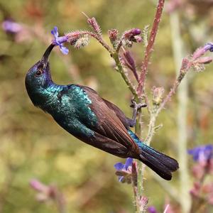 ציפור יונק הדבש
