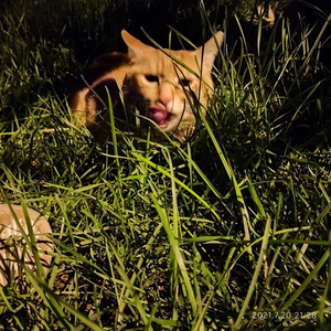 父亲写的散文诗翻唱