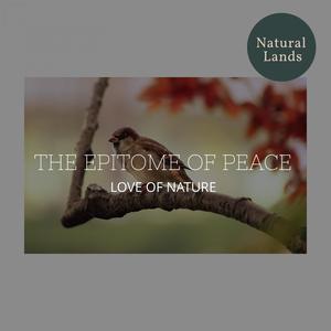 Atmospheric Haunting Calls of an Owl