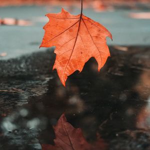 落叶听枫（纯音乐）