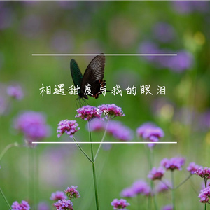 相遇甜度与我的眼泪