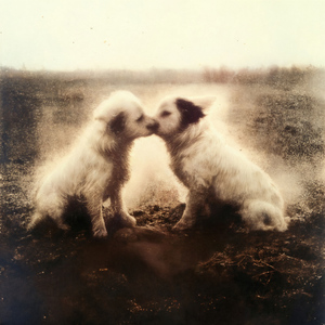 Муравьи в слюне