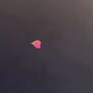 我想你但我想家