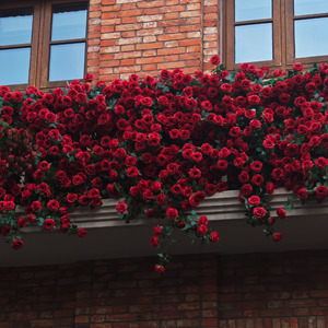 【FREE】“泣” emopiano x R&B x melody x 采样 Trap Beat