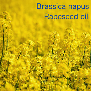 Turkish March (Capsule Edit)