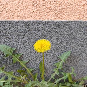 始终有你（退伍季）