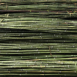 让花是花树儿成树