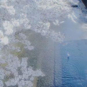 海花（Seaflower）