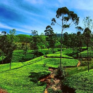 家乡（翻自 赵雷）