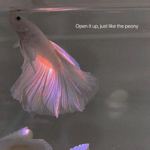 我是一只鱼（女声版）