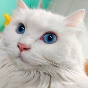 《爱尔兰画眉》 半音阶口琴版