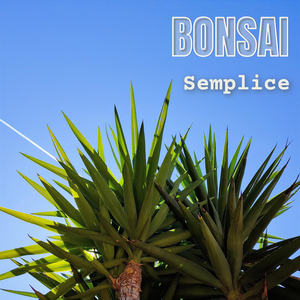 Semplice