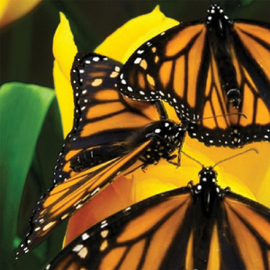 7 Mélodies, Op. 2: VII. Le Colibri