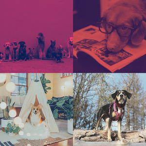 诗意的孤独的狗节奏